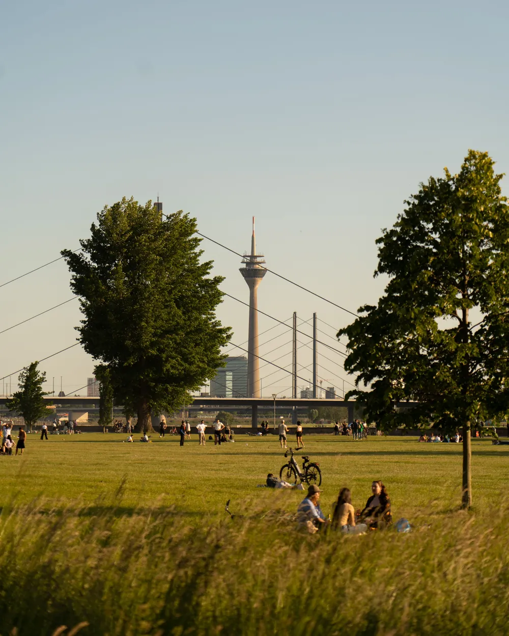 Die Rheinwiesen in Düsseldorf mit Rheinturm im Hintergrund